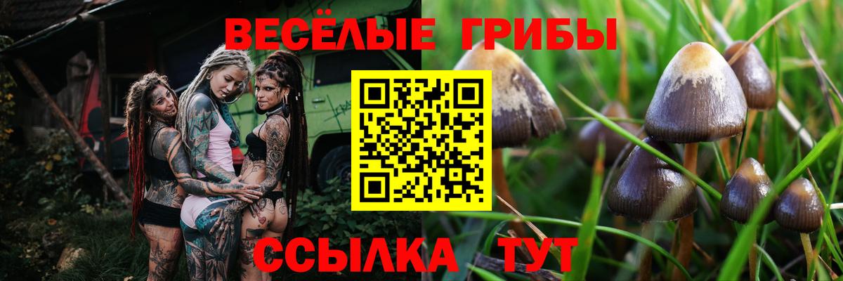 Псилоцибиновые грибы ЛСД Тамбов